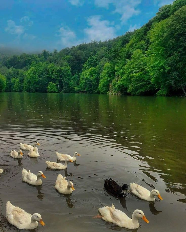 Parz Lake